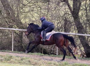 Garswood colt doing his first second canter