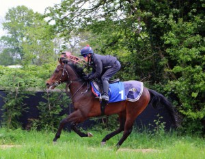 Dancinginthewoods on the gallops
