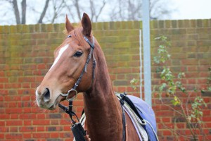 Hello Girl - runs at Windsor