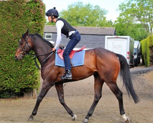Tangramm - in form but weak in the betting at Newmarket