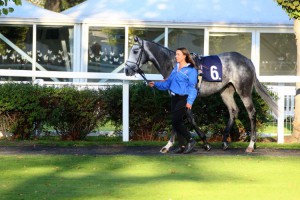 Lothario - second favourite at Chelmsford