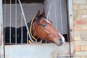 Sir Prize in his box (web site)