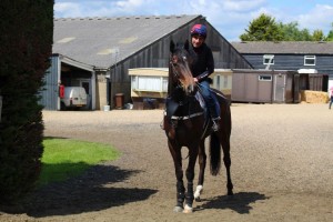Badenscoth - will like conditions at York