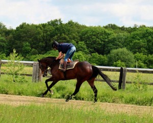 Bruyere - each-way chance at Yarmouth