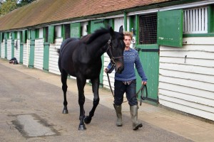 Filly showing off her walk
