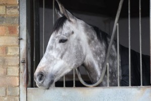 Librisa Breeze - back to a mile at Kempton