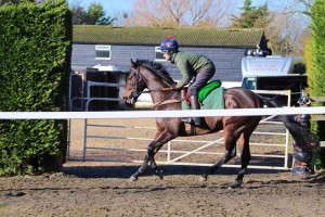 "Woody" cantering earlier today