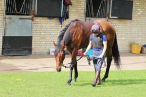 Eljaddaaf - good record at Kempton