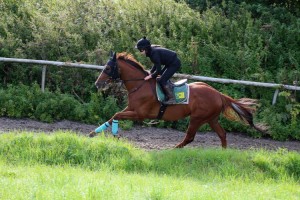 Nezar - first winners of 2020 for the yard