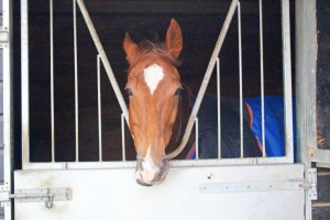 Kerrera - runs in the last at Kempton