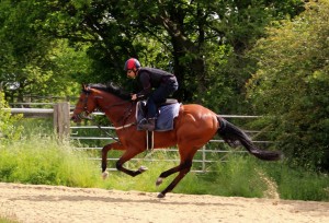 One Cool Daddy - chances at Wolverhampton