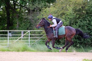 Badenscoth - will appreciate the rain at Newbury
