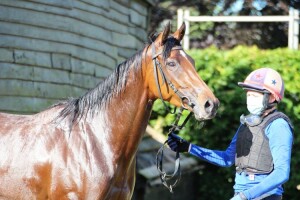 Dromiskin - makes her racecourse debut at Windsor