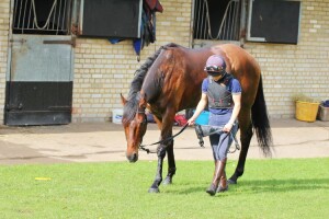 Eljaddaaf - runs at Chelmsford