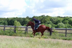 Flaming Spear - runs at Royal Ascot