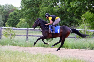 Dancinginthewoods - runs at Haydock