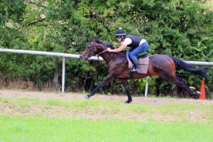 Dancinginthewoods - runs at Newmarket tomorrow