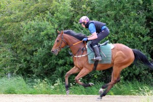 Duke Of Redmond - chance at Wolverhampton