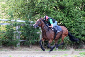 Eljaddaaf - runs at Lingfield