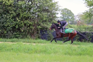 Laurentia - welcome winner for the yard