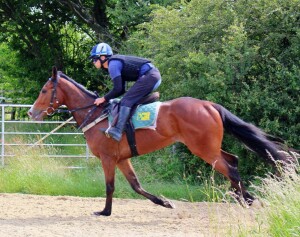 Lordsbridge Boy