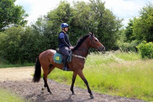 Lordsbridge Boy - good chance at Kempton