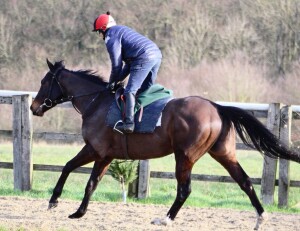 Pledge Of Honour - runs at Newbury