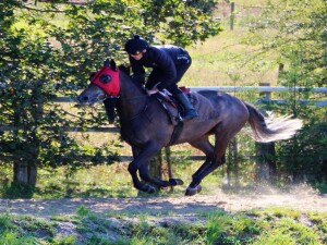 Spring Romance - runs at Wolves in blinkers
