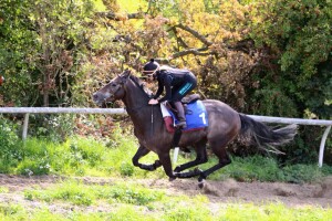 Spring Romance working