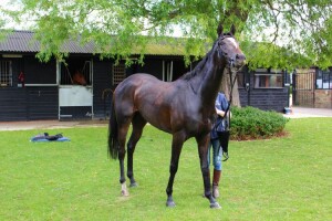 Bruyere - bidding for repeat success at Yarmouth