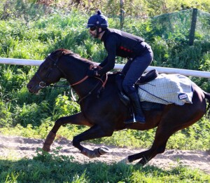 Tangramm - now winner of 10 races