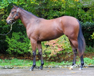 Twilight Son x Winifred Jo