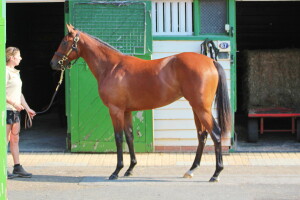 Twilight Son x Winifred Jo