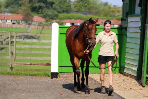 "Trickle" walking at Childwickbury Stud