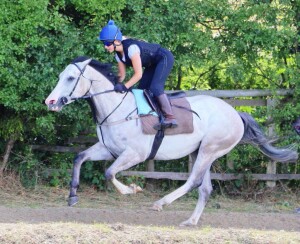 Dors Toyboy  - runs at Chelmsford