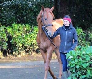 Tamayuz colt at the walk
