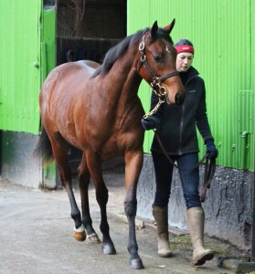 Twilight Son filly being walked today