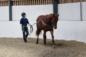 Tamayuz colt being long-reined earlier this week