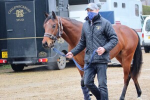 Twilight Son filly arrives at Harper Lodge Farm