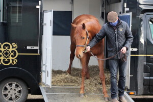 "T-Red" walking off the box at Harper Lodge Farm