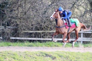 Hot Chesnut - makes debut at Lingfield
