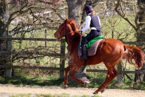 Tamayuz 2yo first time on the gallops
