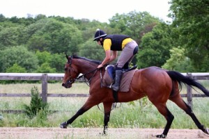 Stake Acclaim on the gallops 23 May 2020 (web site)