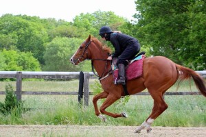Hot Chesnut - makes handicap debut at HQ