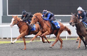 Tamayuz 3yo (No.4) stretching out