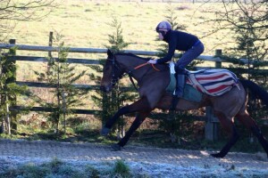 Stake Acclaim - runs at Salsibury