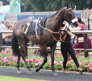 Dancinginthewoods in the paddock