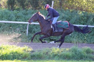 Pledge Of Honour - supported at Sandown