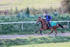 Charming Kid on the gallops