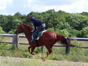 Flaming Spear - runs at Kempton